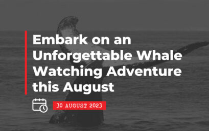 30 August 2023: Embark on an Unforgettable Whale Watching Adventure this August