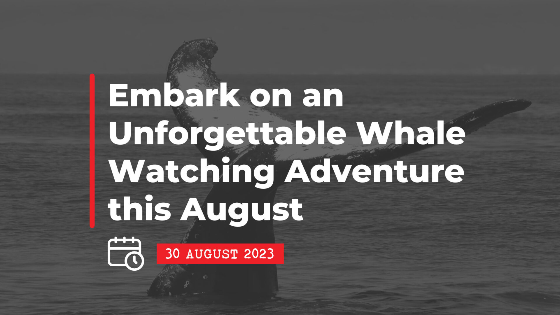 30 August 2023: Embark on an Unforgettable Whale Watching Adventure this August